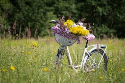 Fahrrad mit Blumen auf einer Blumenwiese